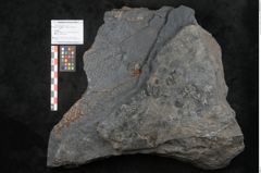 Foto (Objekt + Etikett) von Syringodendron cyclostigma Brongniart (NHMW-GEO-2024-0188-11247)
